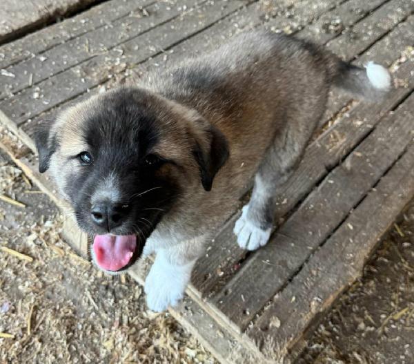 Momo 50 giorni taglia grande  Foto 3