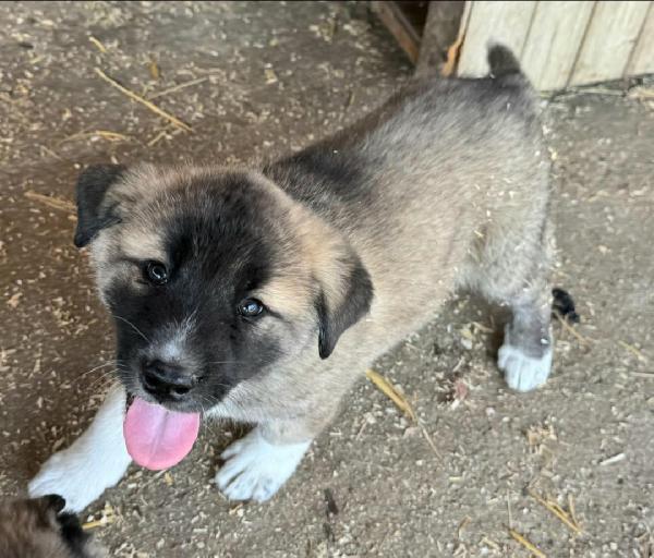 Momo 50 giorni taglia grande  Foto 4