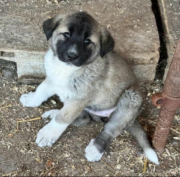 Momo 50 giorni taglia grande  Foto 5