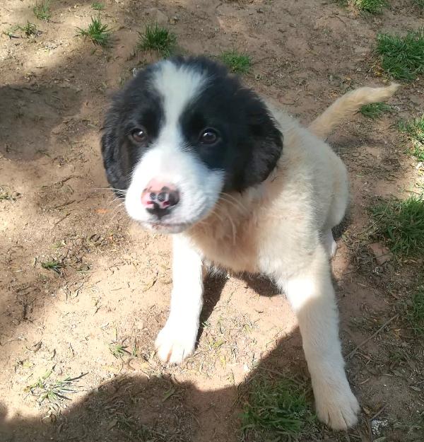 Pimpa Aspetta Una Mamma 