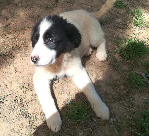 PIMPA ASPETTA UNA MAMMA  Foto 2