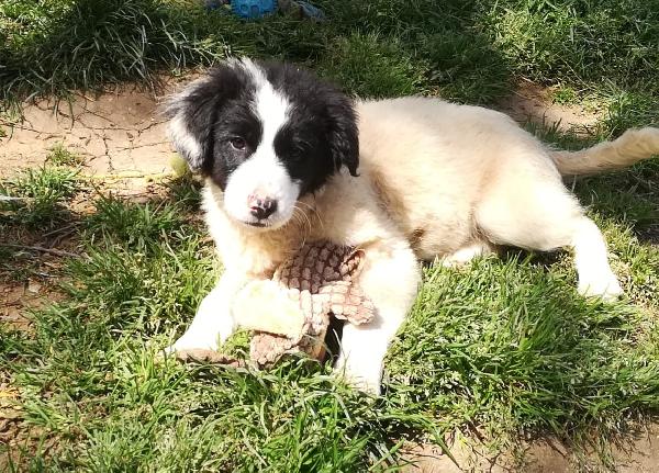 PIMPA ASPETTA UNA MAMMA  Foto 3