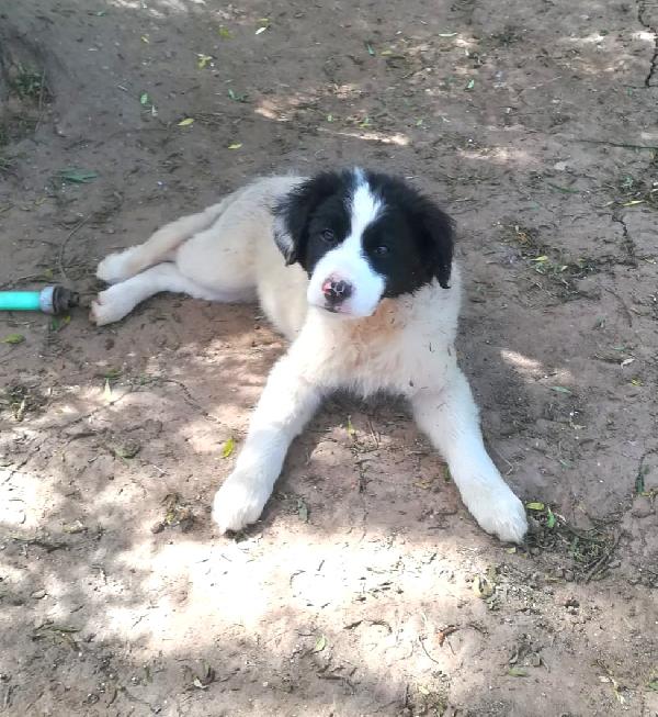 PIMPA ASPETTA UNA MAMMA  Foto 4