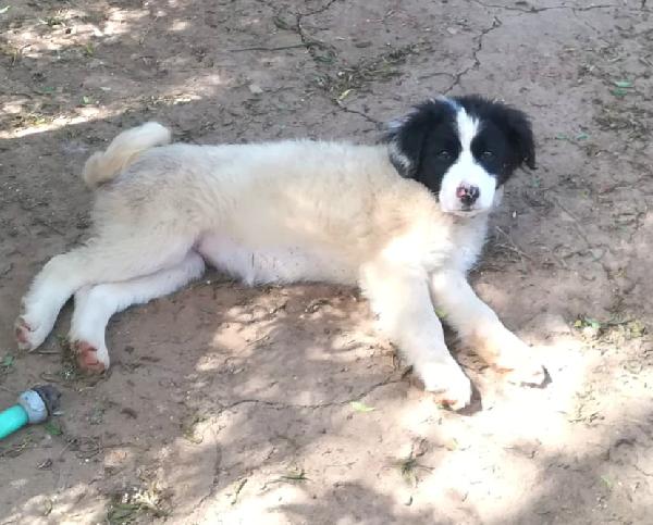 PIMPA ASPETTA UNA MAMMA  Foto 5