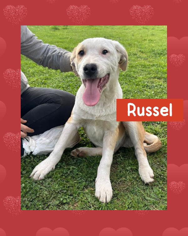 💚🐾 Russell 🐾💚 Splendido Cucciolo In Adozione 
