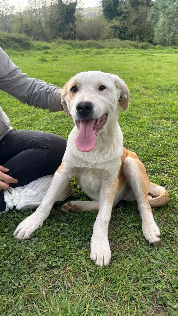 💚🐾 russell 🐾💚 splendido cucciolo in adozione  Foto 2