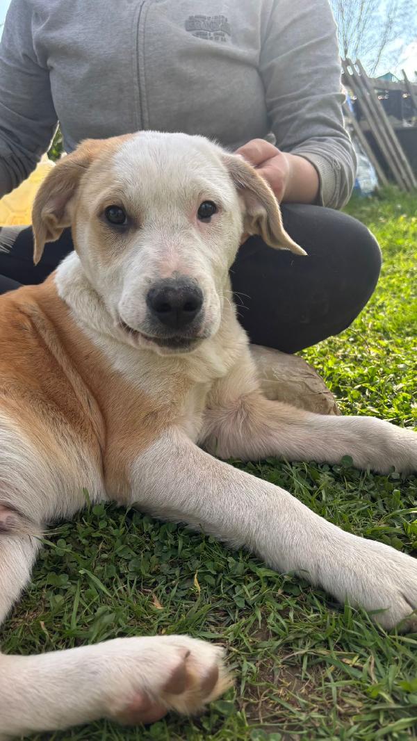 💚🐾 russell 🐾💚 splendido cucciolo in adozione  Foto 3