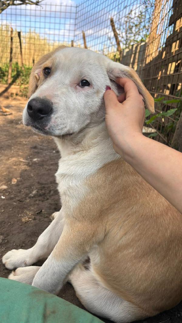 💚🐾 russell 🐾💚 splendido cucciolo in adozione  Foto 5