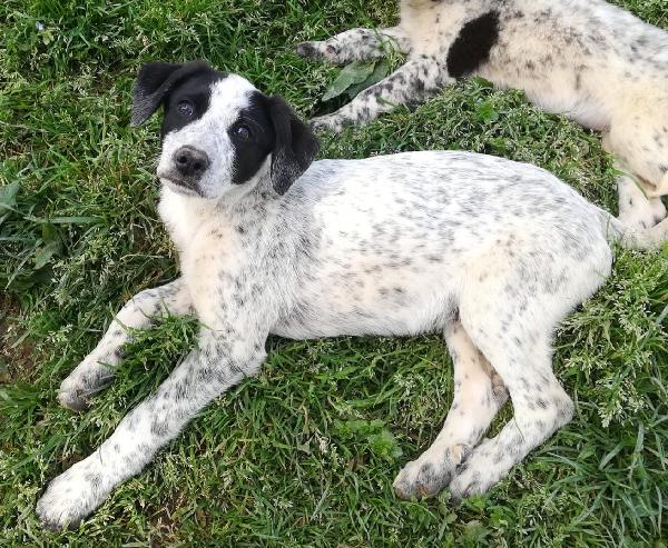 ZENO MIX SETTERINO  Foto 5