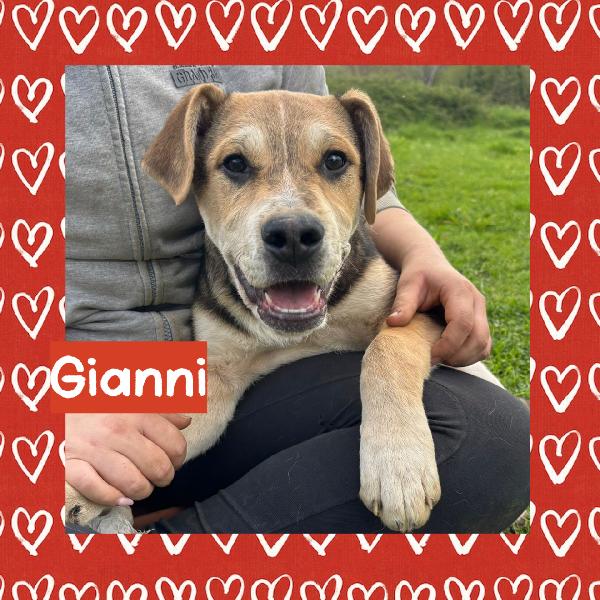 💙🐾 Gianni 🐾💙 Stupendo Dolce Cucciolo In Adozione 