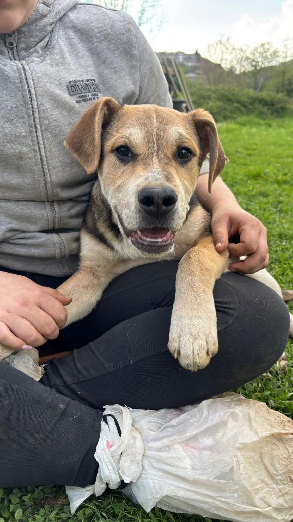 💙🐾 gianni 🐾💙 stupendo dolce cucciolo in adozione  Foto 3