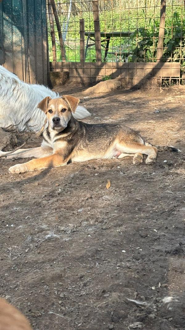 💙🐾 gianni 🐾💙 stupendo dolce cucciolo in adozione  Foto 5