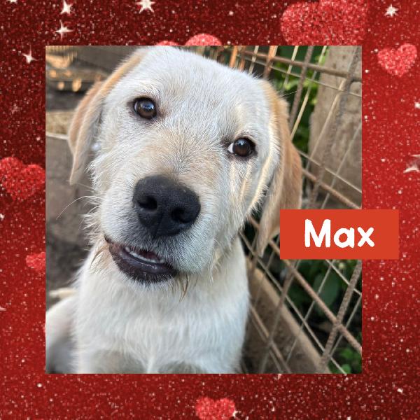 💛🐾 Max 🐾💛 Stupendo Dolce Cucciolo In Adozione 