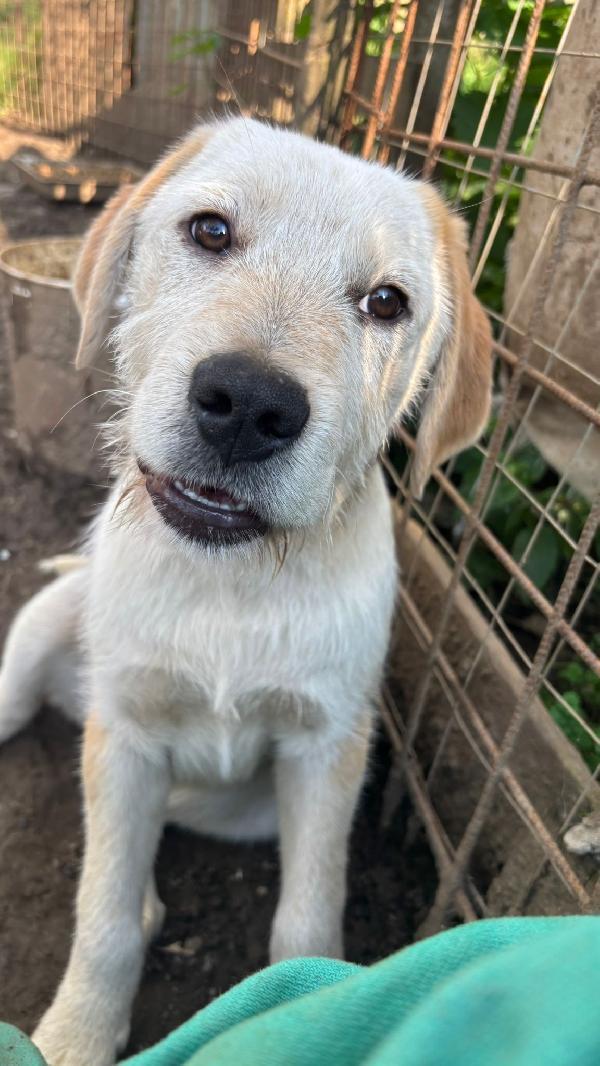 💛🐾 max 🐾💛 stupendo dolce cucciolo in adozione  Foto 2