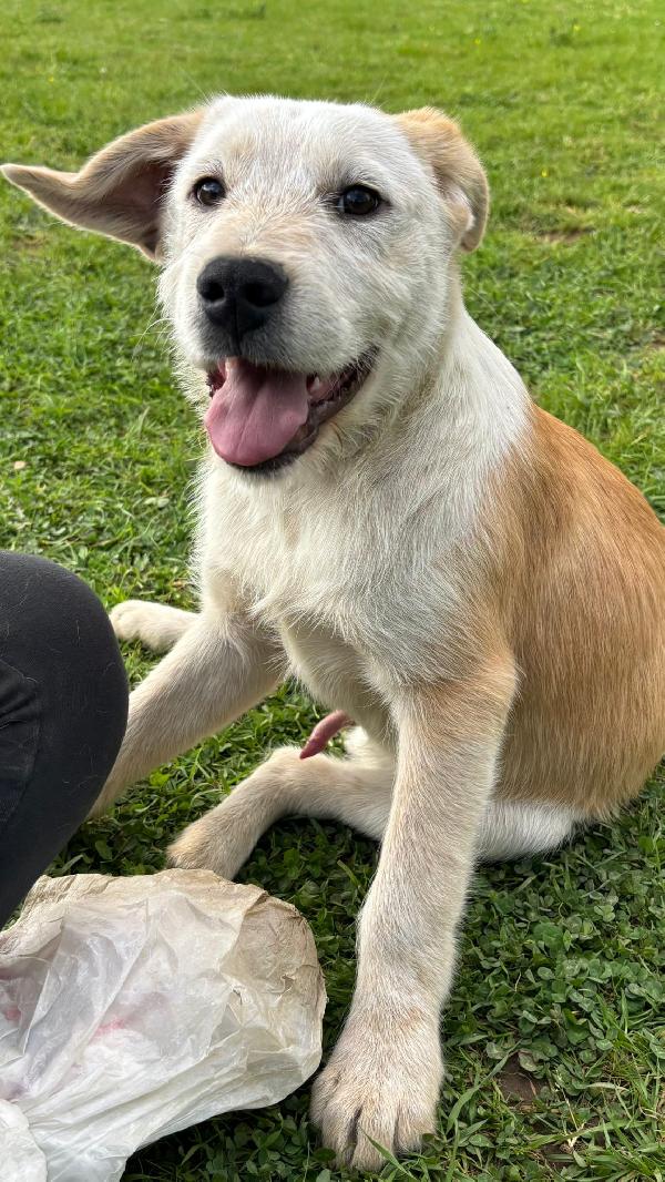 💛🐾 max 🐾💛 stupendo dolce cucciolo in adozione  Foto 5