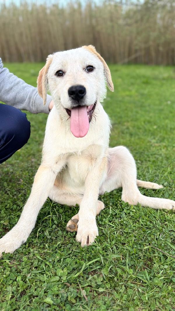 💛🐾 max 🐾💛 stupendo dolce cucciolo in adozione  Foto 6