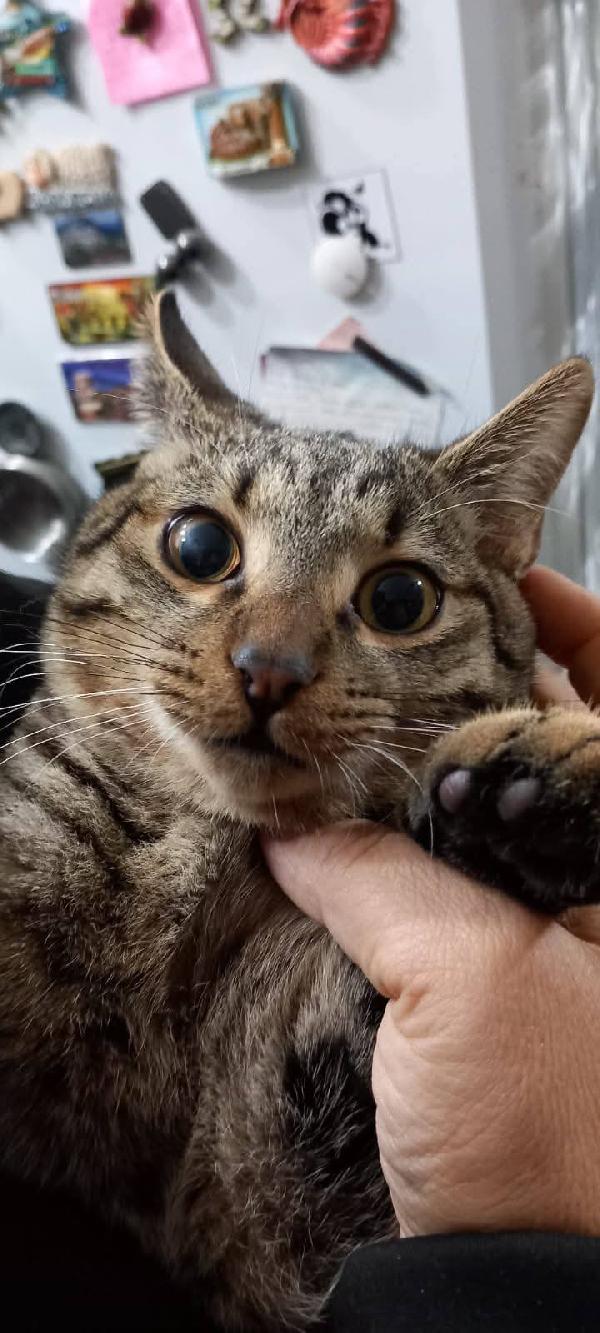 TIGRO, dolce gattino in adozione! Foto 3