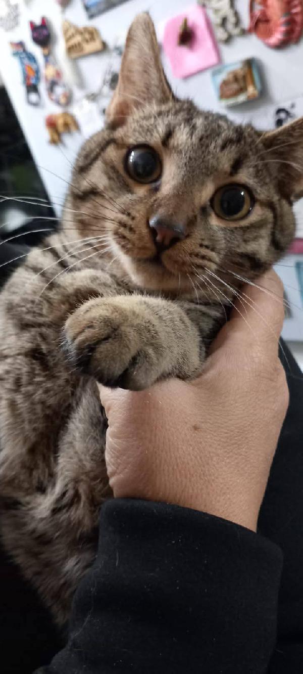 TIGRO, dolce gattino in adozione! Foto 4