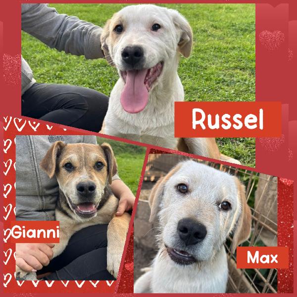 💚🐾 Cuccioli 🐾💚 Meravigliosi In Adozione (Taglia Media)