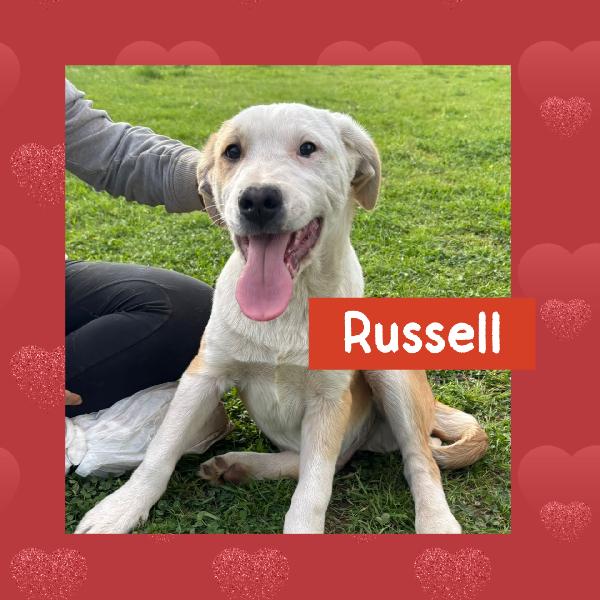 💚🐾 cuccioli 🐾💚 meravigliosi in adozione (taglia media) Foto 4