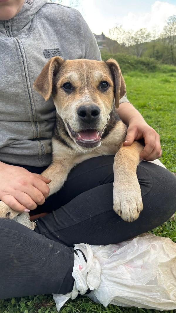 💚🐾 cuccioli 🐾💚 meravigliosi in adozione (taglia media) Foto 5