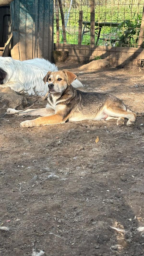 💚🐾 cuccioli 🐾💚 meravigliosi in adozione (taglia media) Foto 6