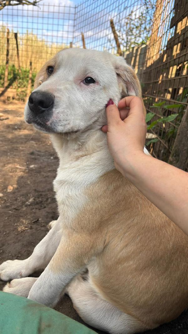 💚🐾 cuccioli 🐾💚 meravigliosi in adozione (taglia media) Foto 7