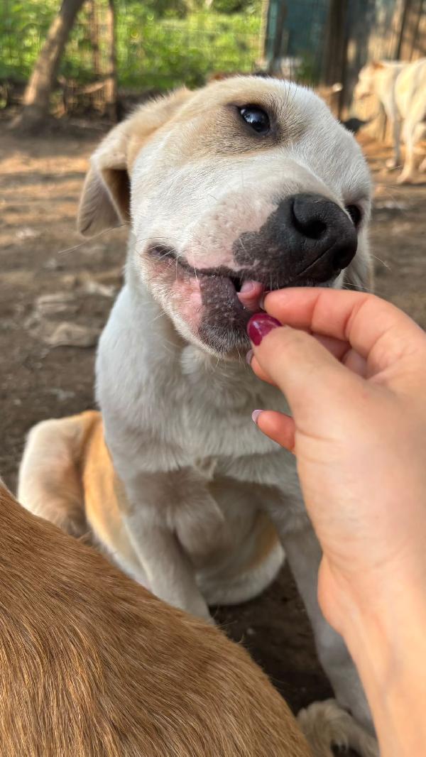 💚🐾 cuccioli 🐾💚 meravigliosi in adozione (taglia media) Foto 8
