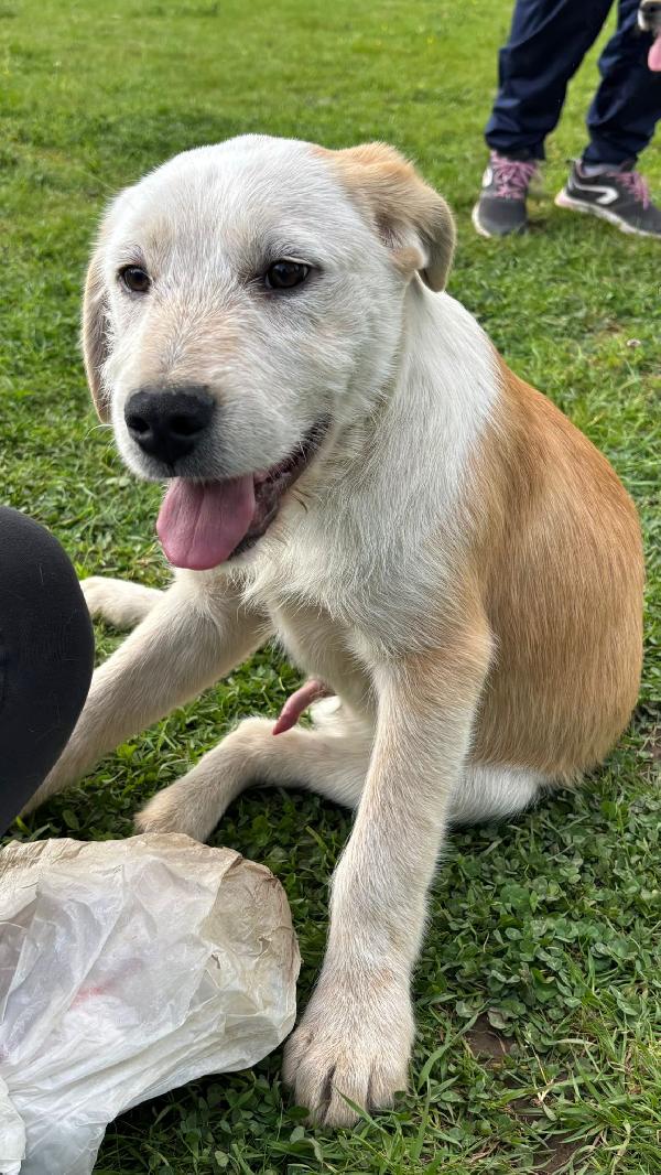 💚🐾 cuccioli 🐾💚 meravigliosi in adozione (taglia media) Foto 9