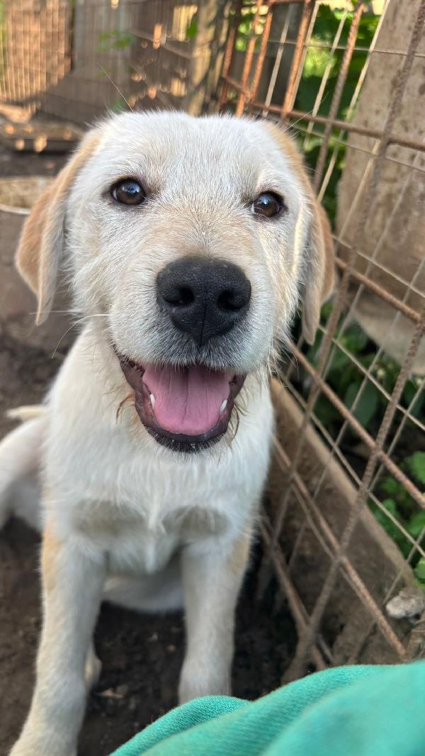 💚🐾 cuccioli 🐾💚 meravigliosi in adozione (taglia media) Foto 10