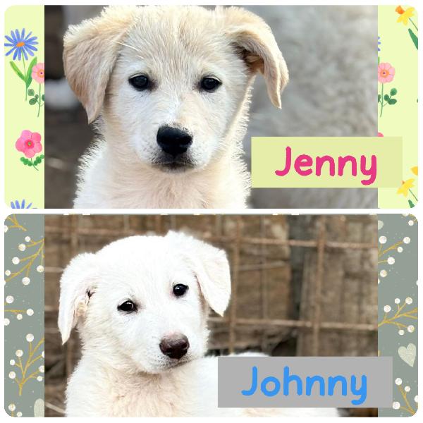 Splendidi 💙💗 Cuccioli 💗💙 Taglia Medio Contenuta In Adozione 