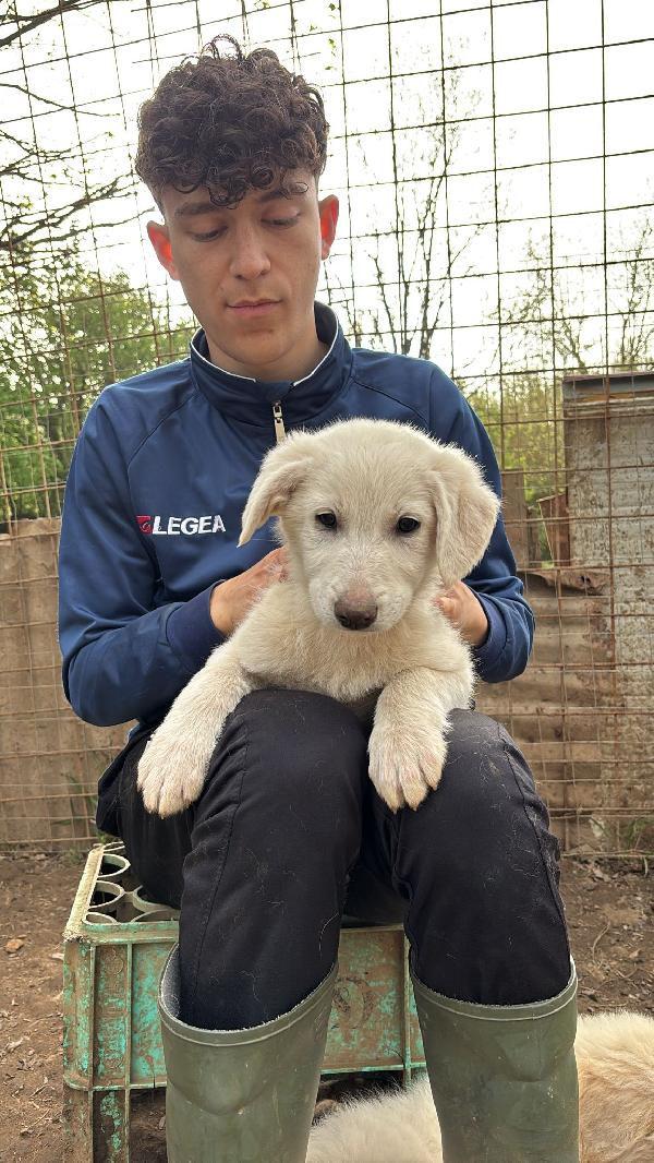 Splendidi 💙💗 cuccioli 💗💙 taglia medio contenuta in adozione  Foto 4