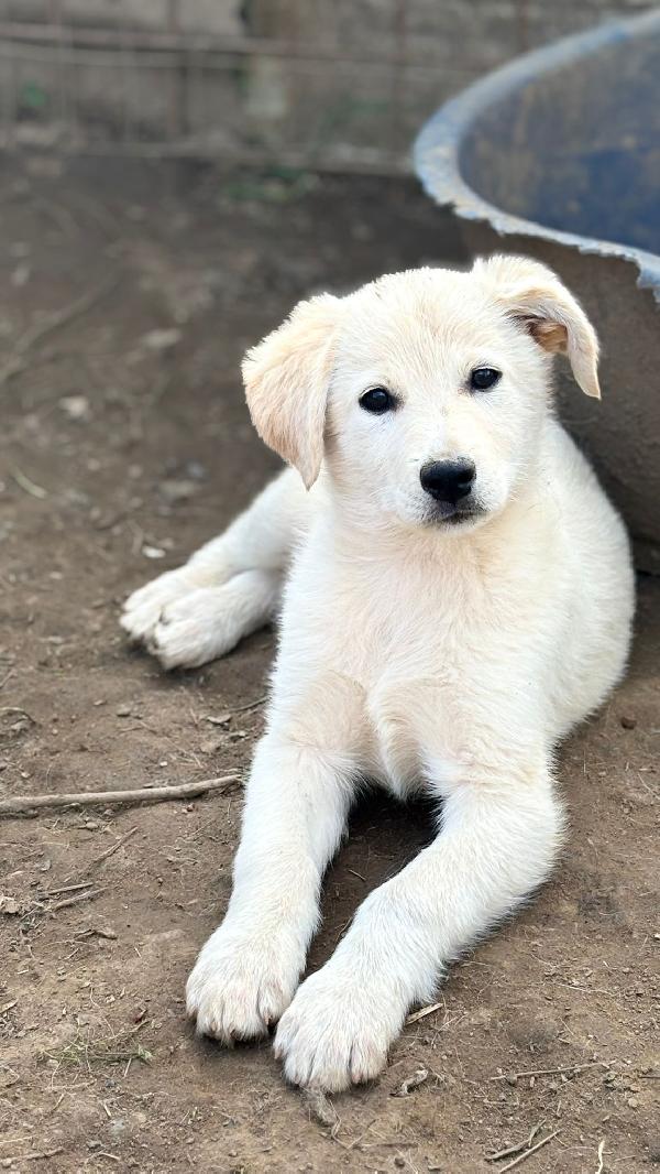 Splendidi 💙💗 cuccioli 💗💙 taglia medio contenuta in adozione  Foto 5