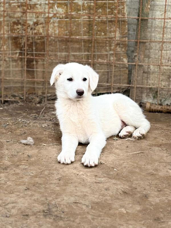 Splendidi 💙💗 cuccioli 💗💙 taglia medio contenuta in adozione  Foto 8