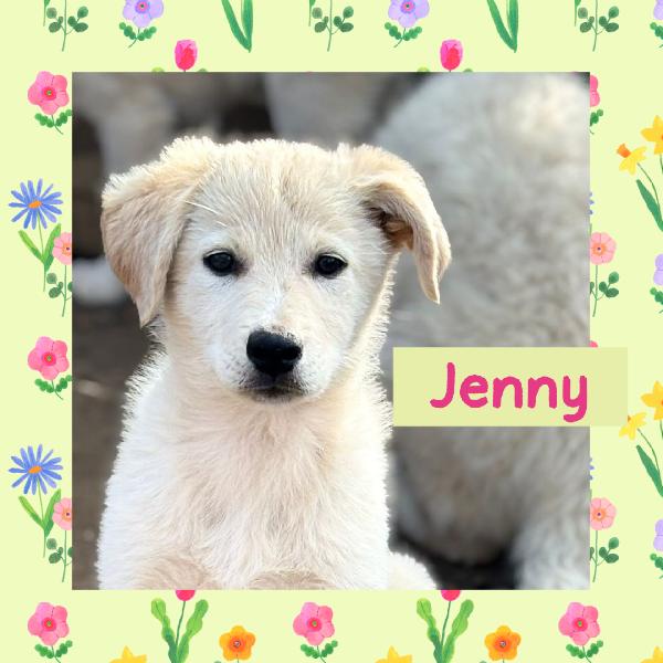 💗🐾 Jenny 🐾💗 Splendida Cucciola Taglia Medio Contenuta In Adozione 