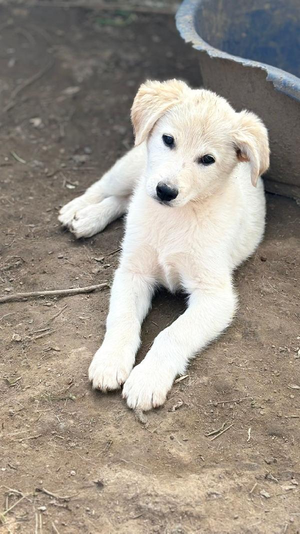 💗🐾 jenny 🐾💗 splendida cucciola taglia medio contenuta in adozione  Foto 2