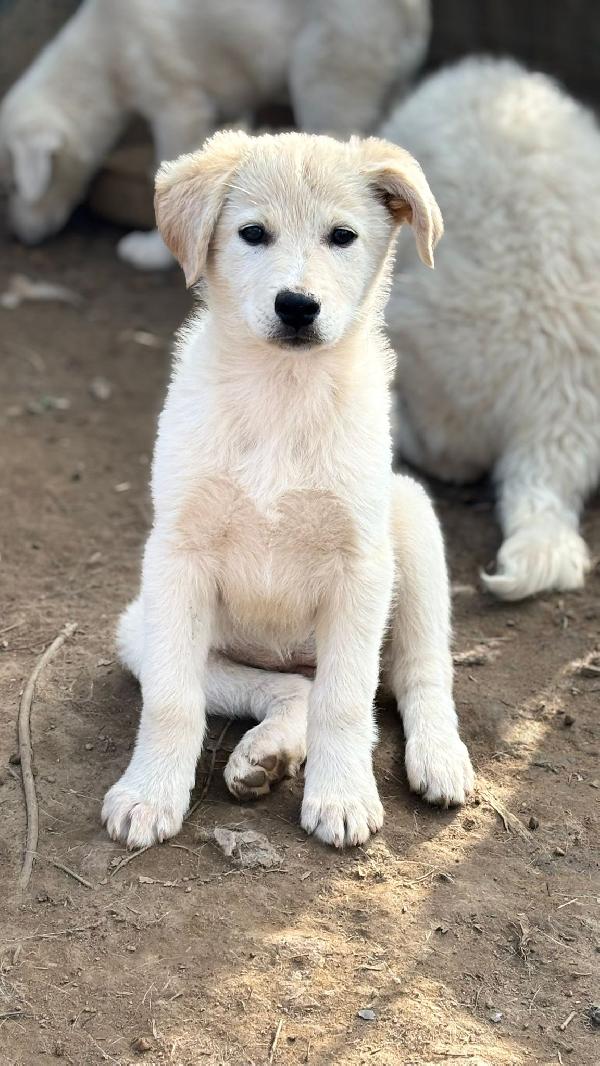 💗🐾 jenny 🐾💗 splendida cucciola taglia medio contenuta in adozione  Foto 3