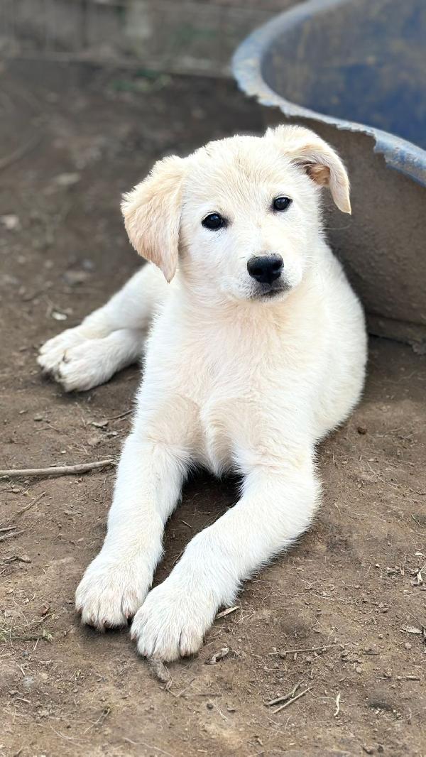 💗🐾 jenny 🐾💗 splendida cucciola taglia medio contenuta in adozione  Foto 4