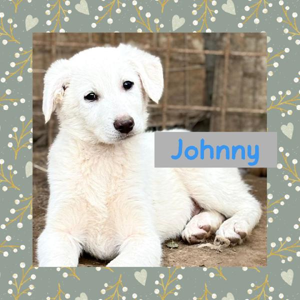💙🐾 Johnny 🐾💙 Dolce Cucciolo Taglia Medio Contenuta In Adozione 