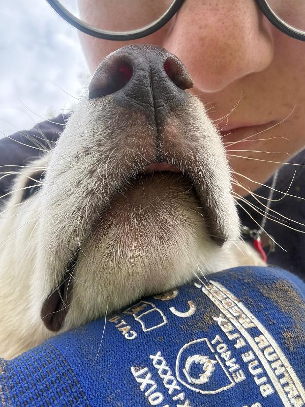 💙🐾 johnny 🐾💙 dolce cucciolo taglia medio contenuta in adozione  Foto 4