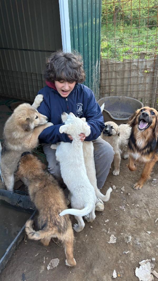 💙🐾 johnny 🐾💙 dolce cucciolo taglia medio contenuta in adozione  Foto 5