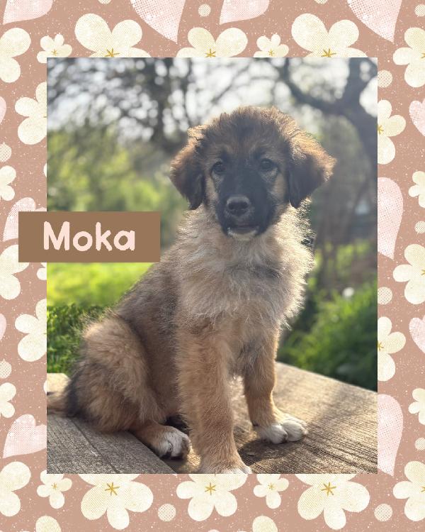 💗🐾 Moka 🐾💗 Dolce Bellissima Cucciola In Adozione Futura Taglia Media