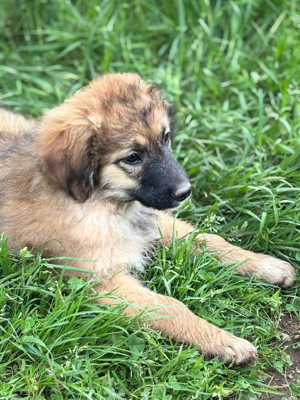 💗🐾 moka 🐾💗 dolce bellissima cucciola in adozione futura taglia media Foto 2