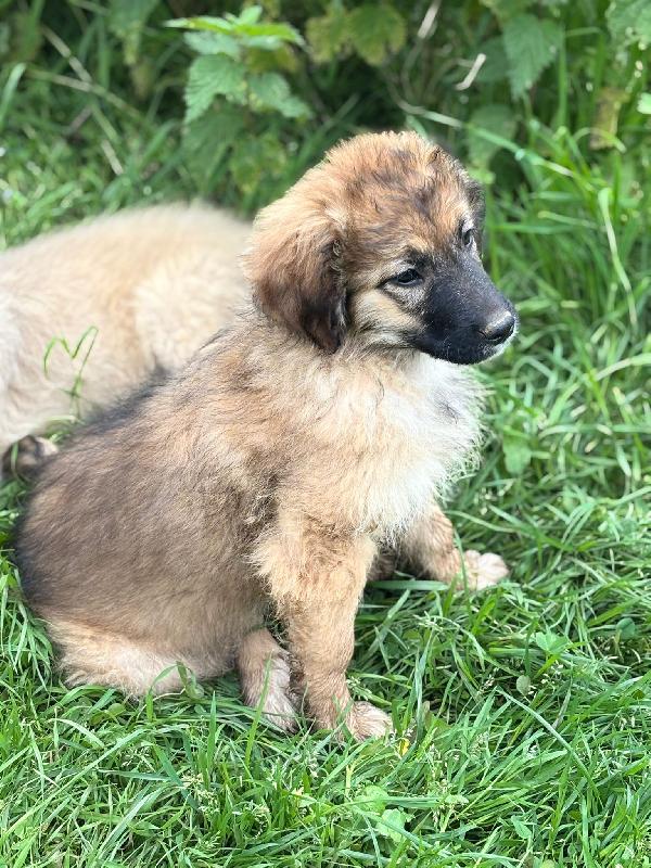 💗🐾 moka 🐾💗 dolce bellissima cucciola in adozione futura taglia media Foto 3
