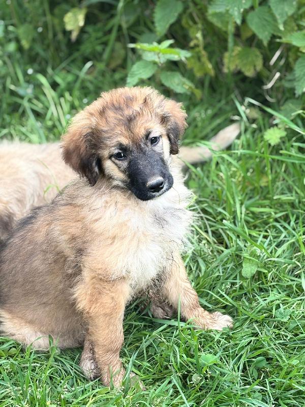 💗🐾 moka 🐾💗 dolce bellissima cucciola in adozione futura taglia media Foto 4