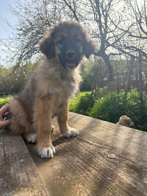 💗🐾 moka 🐾💗 dolce bellissima cucciola in adozione futura taglia media Foto 5