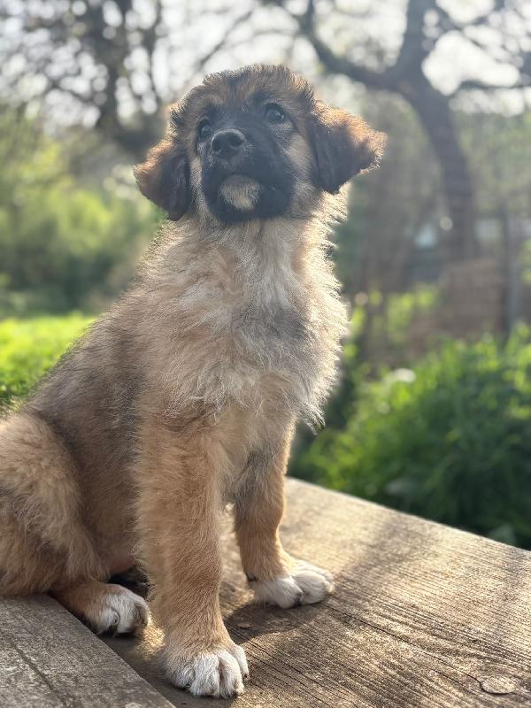 💗🐾 moka 🐾💗 dolce bellissima cucciola in adozione futura taglia media Foto 6