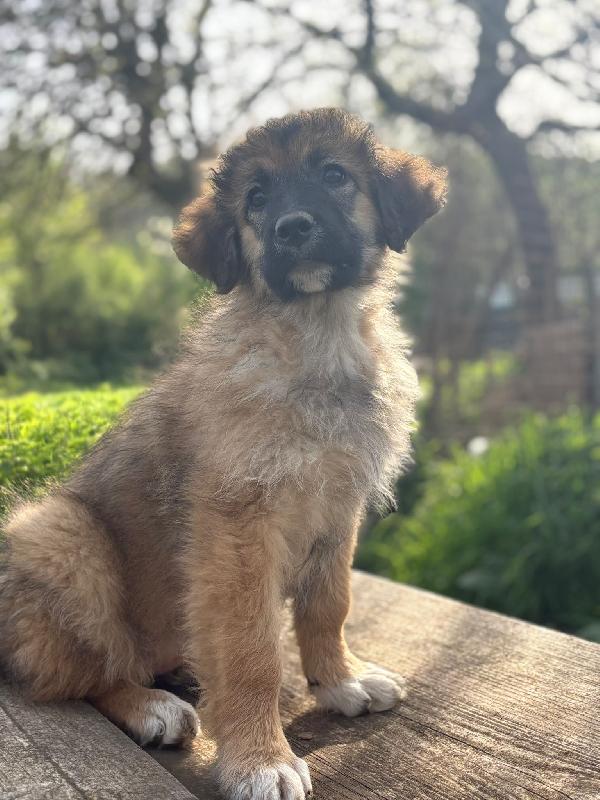 💗🐾 moka 🐾💗 dolce bellissima cucciola in adozione futura taglia media Foto 7