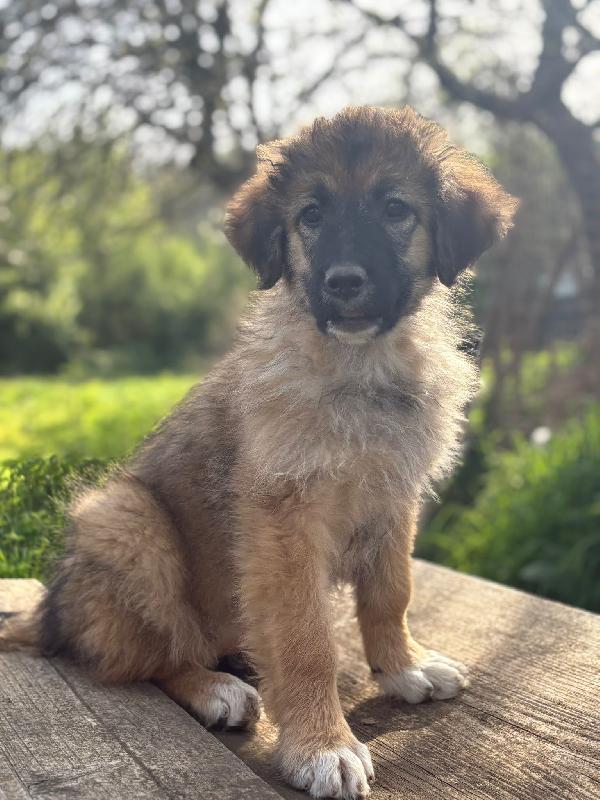💗🐾 moka 🐾💗 dolce bellissima cucciola in adozione futura taglia media Foto 8