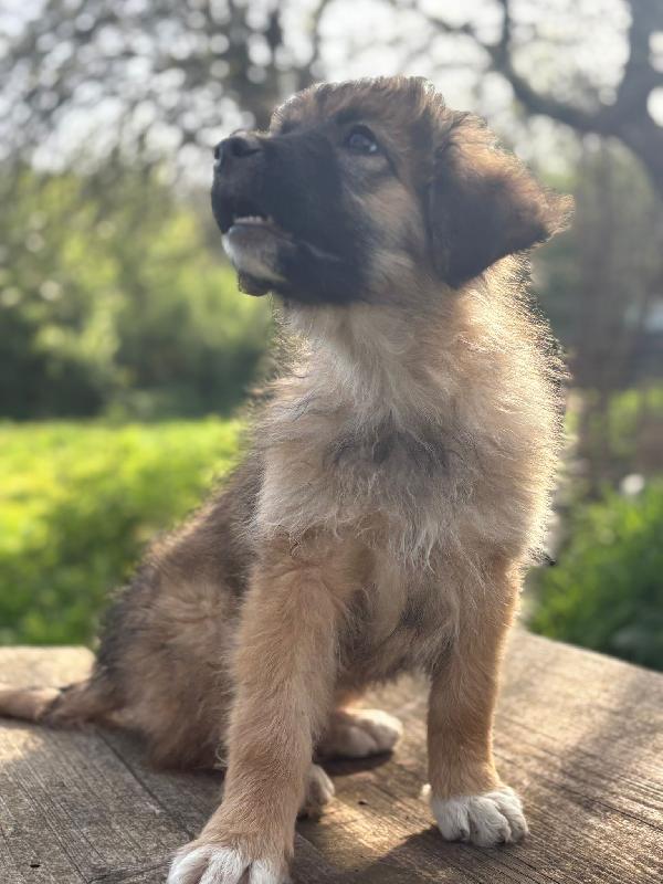💗🐾 moka 🐾💗 dolce bellissima cucciola in adozione futura taglia media Foto 9